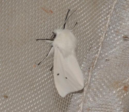 Réf. 238 794 : Spilosoma urticae